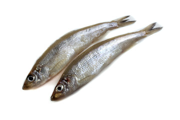 Smelt fish isolated on white. Pacific smelt variety