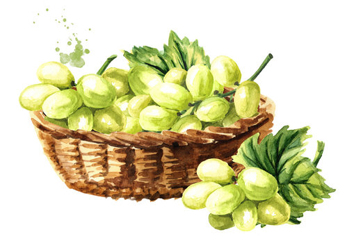 Basket with Green sultana grapes with green leaf. Hand drawn watercolor horizontal  illustration  isolated on white background