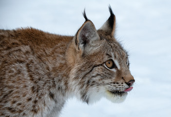 Lynx de Sibérie à l& 39 affût d& 39 hiver