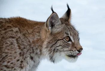 Fotobehang Siberische Lynx op winterjacht © Chris