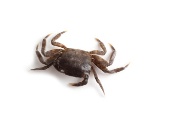 Little crab isolated on white background