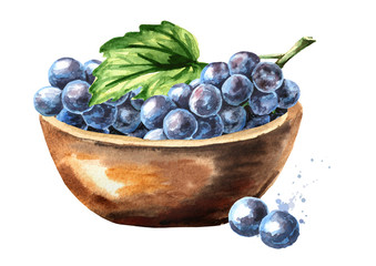 Bowl with Blue grapes with green leaf. Hand drawn watercolor horizontal  illustration  isolated on white background