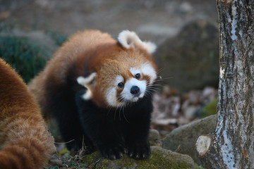 レッサーパンダ