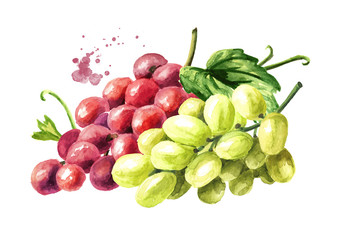 Bunches of green and red grapes. Hand drawn watercolor illustration  isolated on white background