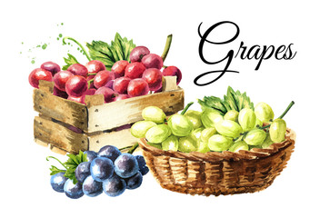 Different sorts of grapes, green, blue and red card. Hand drawn watercolor illustration  isolated on white background