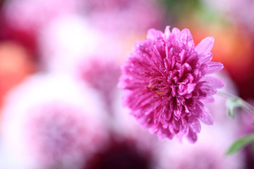 Chrysanthemum and flower bokeh background. Abstract