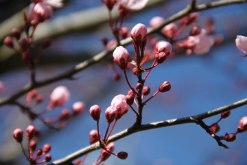 Beautiful spring flower branch aromatherapy