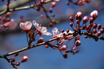Beautiful spring flower branch aromatherapy