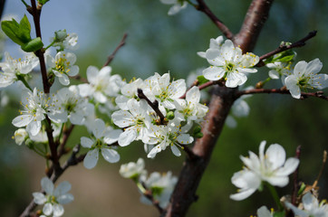 Blossoming branch apple. Bright colorful spring flowers with selective focus.