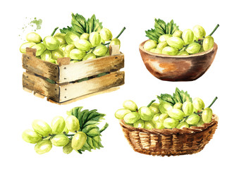 Green sultana grape harvest set. Hand drawn watercolor horizontal  illustration  isolated on white background