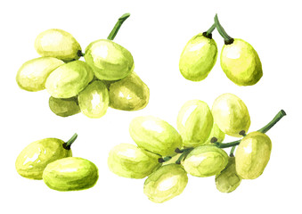 Green sultana grape set. Hand drawn watercolor horizontal  illustration, isolated on white background