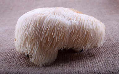 Hericium erinaceus mushroom (monkey head mushroom, bearded tooth fungus, bearded hedgehog mushroom, pom pom, lion's mane mushroom) © Alex Coan