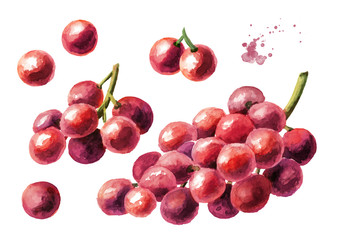 Red grape set. Hand drawn watercolor horizontal  illustration, isolated on white background