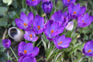 Spring purple crocus flowers march