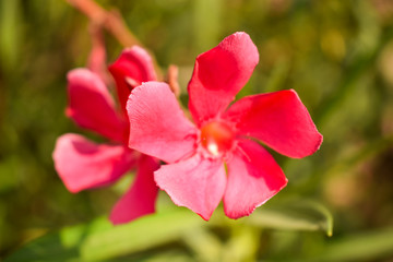 Red Flowers Tree in Garden Close-up Floral Macro Stock Photograph Image
