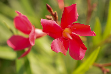 Red Flowers Tree in Garden Close-up Floral Macro Stock Photograph Image