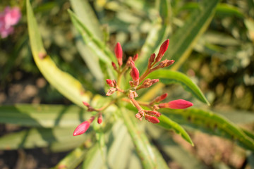 red  flower bud Close up Macro Stock Photograph Image