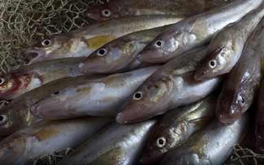Obraz premium Saffron cods background