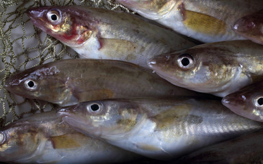 Saffron cods background