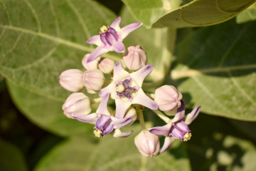 Ipomoea carnea flowers in the garden,Bush Morning Glory Macro Stock Photograph Image