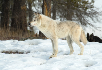 Fototapeta premium Tundra wolf on snowy hilltop