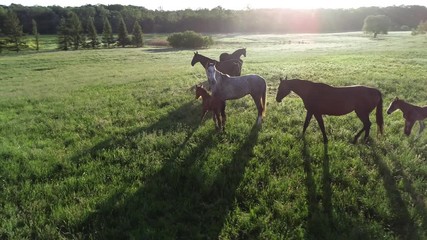 Aerial view of herd of horses grazing in the green grass. A group of various beautiful breeding horses