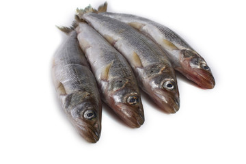 Smelt fish isolated on white. (Big Pacific smelt - Osmerus mordax)