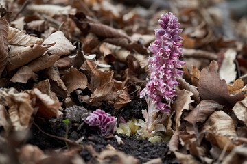 Blooming plant Lathraea squamaria in the forest. Known as Clown's Lungwort or Common Toothwort. Wild violet plant growing in the leaves.
