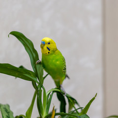 A green budgie is sitting on a green plant. Poultry hand made pet. Parrot look up. Closeup of a bird on a branch.
