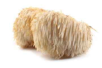 Hericium erinaceus mushroom (monkey head mushroom, bearded tooth fungus, bearded hedgehog mushroom, pom pom, lion's mane mushroom) © Alex Coan