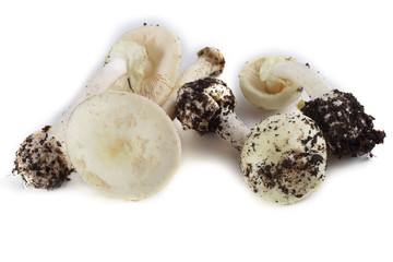 Amanita verna (destroying angel, mushroom fool, fool's mushroom). Deadly poisonous mushroom