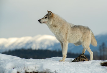 Obraz premium Tundra wolf on snowy hilltop