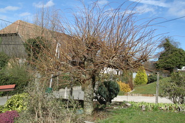Pollarded pruning old trees in the countryside
