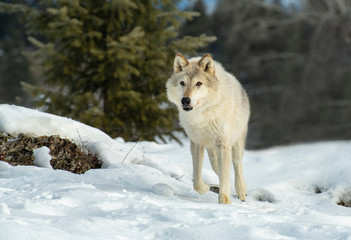 Tundra wolf on snowy hilltop