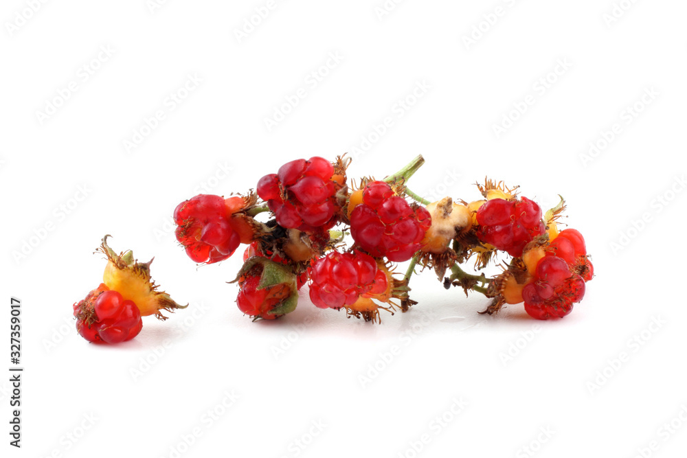 Poster korean raspberry (rubus crataegifolius)