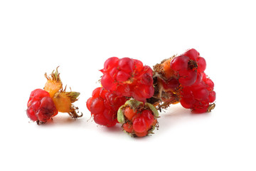 Korean raspberry (Rubus crataegifolius)