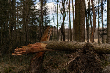 umgeknikter baumstamm