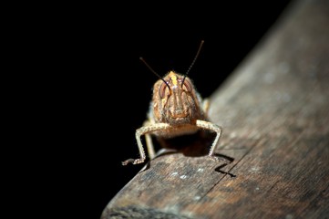 locust