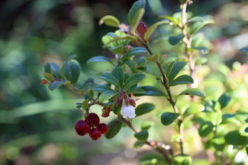 Growing cowberry (bilberry, whortleberry)