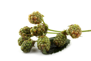 Fototapeta premium Unripe blackberries cluster