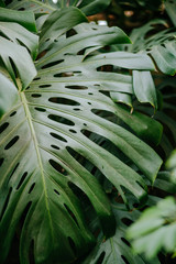 green leaves of exotic tropical Monstera philodendron plant growing in the wild, rainforest plants,...