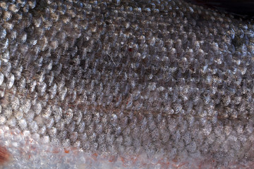 Rudd fish scales background © Alex Coan