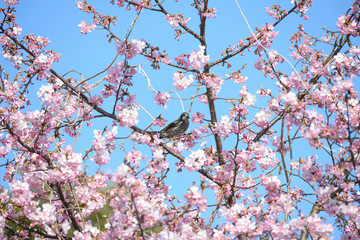 梅とヒヨドリ