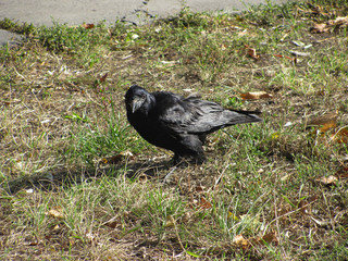 black crow on green and brown grass, shallow dof