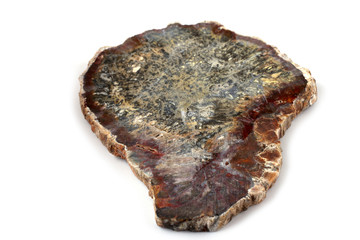 Ancient wood fossil