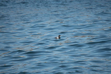 Black Guillemot