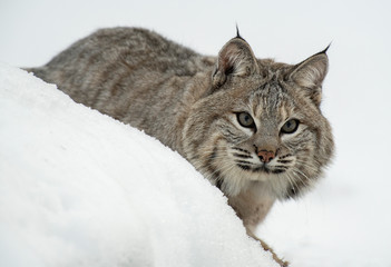 Bobcat in winter snow