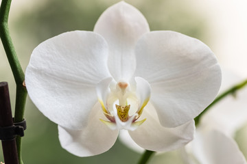 Close-up image of a white orchid. White orchid resembling an alien wearing a crown petals tie.