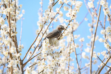 梅とヒヨドリ