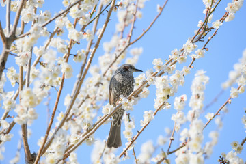 梅と鳥